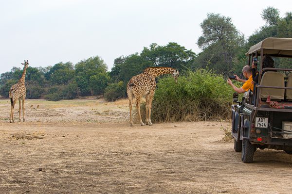 JB-TOTO19-GiraffeDrive-LRes